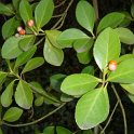 Euonymus kiautschovicus P2C P2D